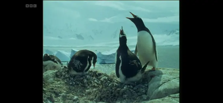 Gentoo penguin (Pygoscelis papua) as shown in Life in the Freezer - The Ice Retreats